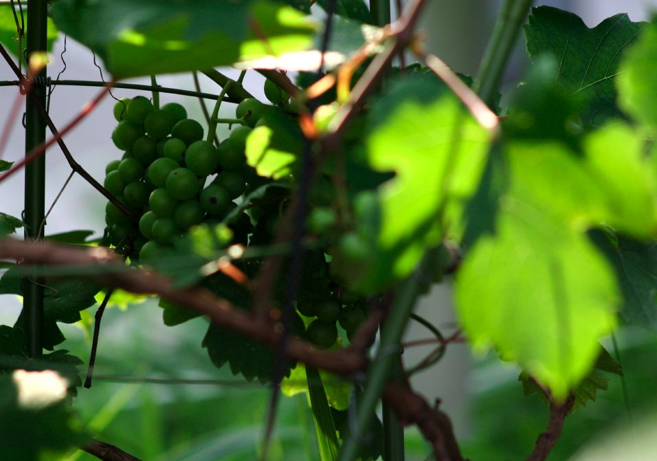 鉄の砲筒 Elmarit-R 135mm_b0060239_2374667.jpg