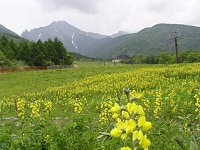 百万本のユリ_f0019247_18222330.jpg
