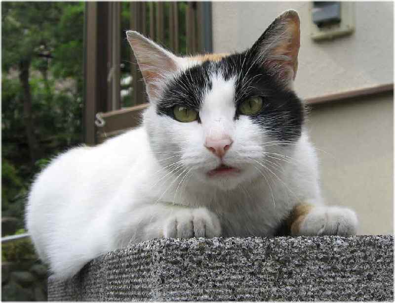 【三毛猫みっけ】_b0009849_107287.jpg