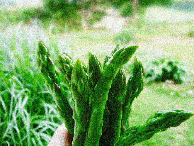 Asparagus_b0015260_16412960.jpg