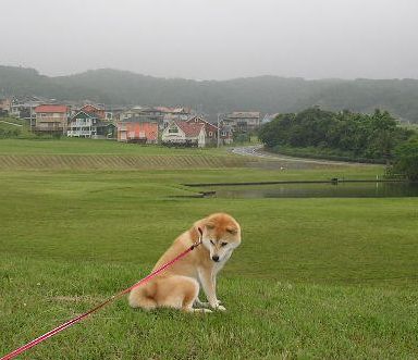 2006,6,20カエルの季節_f0060461_16145737.jpg