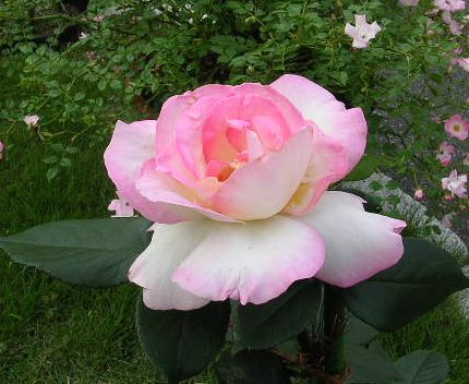 2006,6,20カエルの季節_f0060461_16313416.jpg
