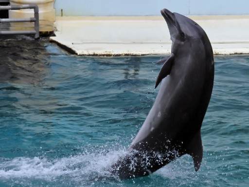 続_須磨海浜水族園_f0073061_4211971.jpg