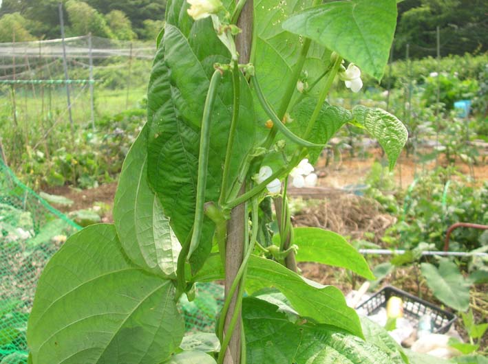 梅雨の中休みを狙ってジャガイモを全て収穫！（06・6・20）_c0014967_19592332.jpg