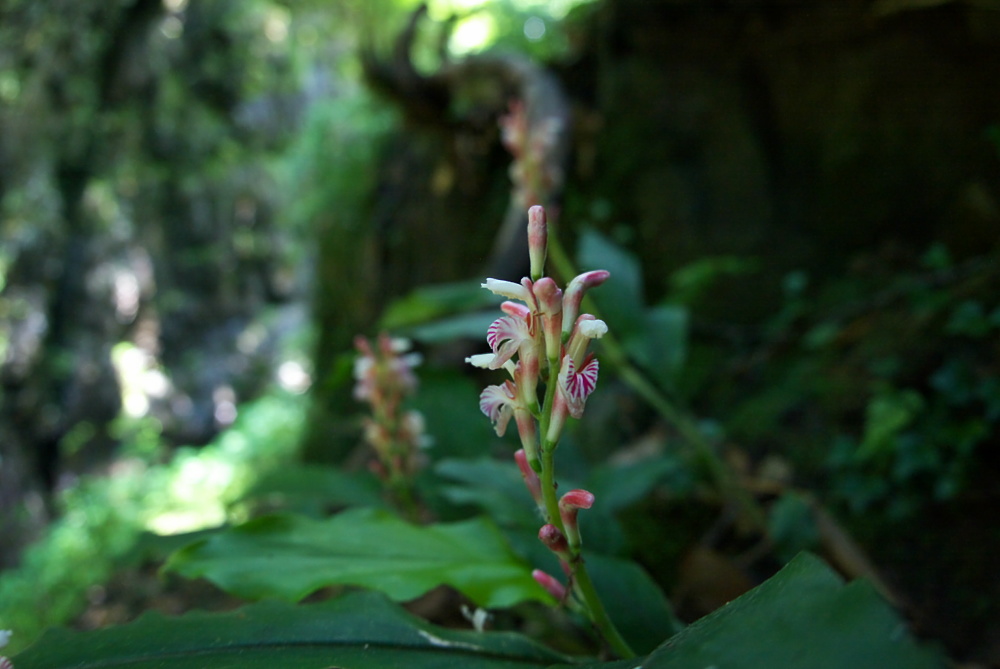 花茗荷_e0015567_19535067.jpg