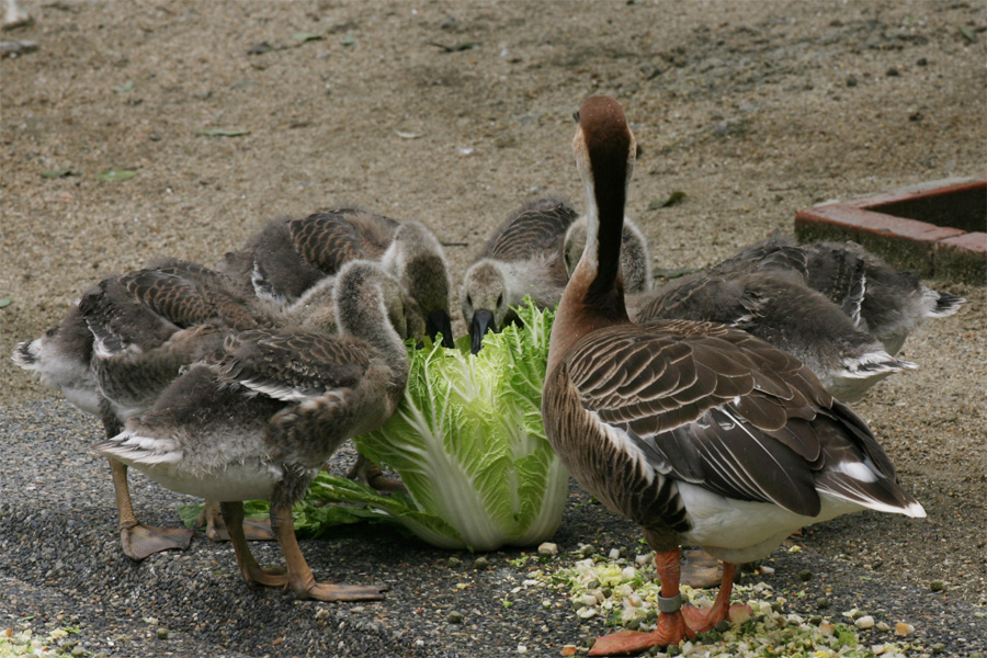 天王寺動物園174_e0060169_1983446.jpg