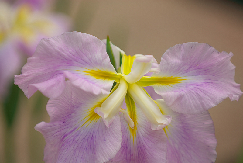 VR70-200ｍｍ　ｆ2.8G試写20060618_a0050572_163958.jpg