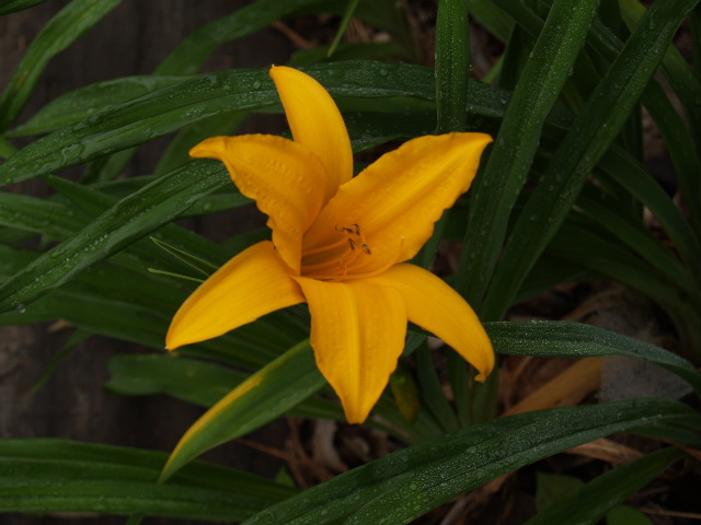 キスゲの花が咲きました 見沼の花