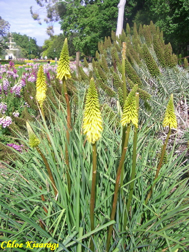 花 トリトマ Tritoma Torch Lily メルボルン便り