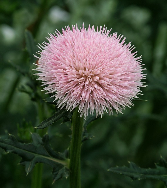 ドイツ薊 ドイツアザミ 野草デジカメ日記