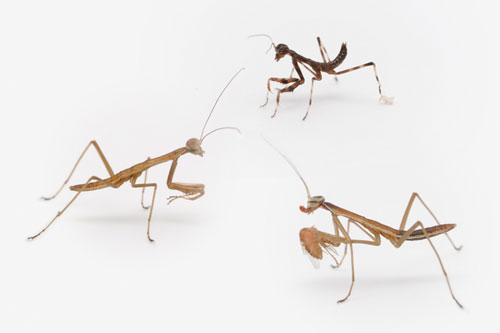 カマキリ一齢幼虫3種 生きもの写真家安田守の自然観察な日々 05年1月 07年9月