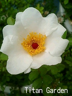 Rose_b0099813_8592320.jpg