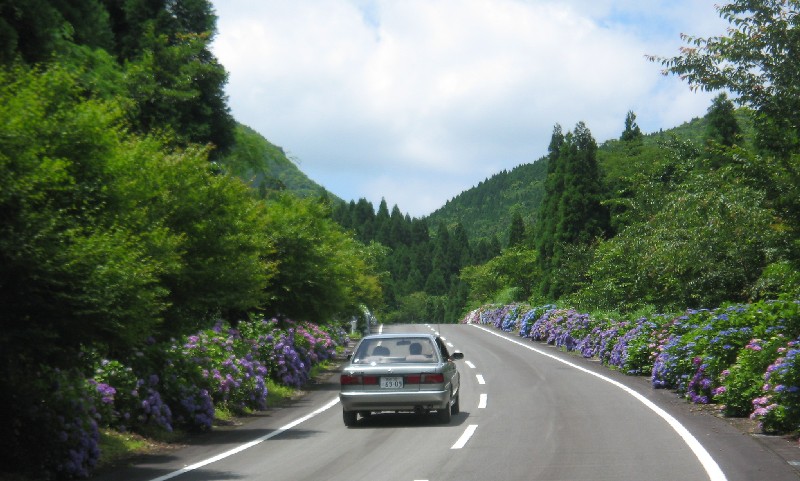 串間ん　さ　く　ら　・　も　み　じ　の　ア　ジ　サ　イ　ロ　ー　ド！！_f0042737_23425778.jpg