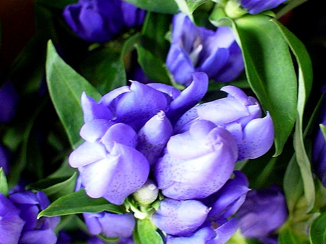 ・・・ＰＵＲＰＬＥ・・・_f0089945_85952.jpg