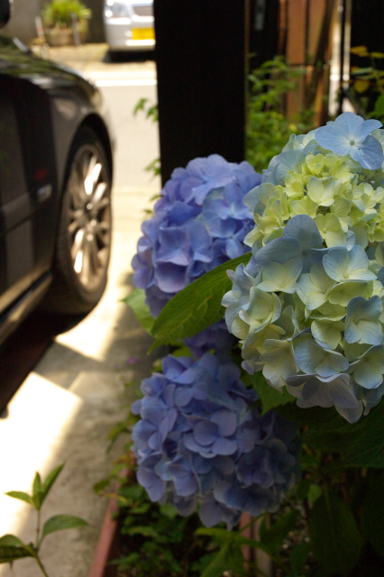 紫陽花が咲く頃に・・・　(ちょっと追加)_f0026151_2215941.jpg