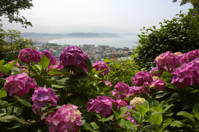 紫陽花が咲く頃に・・・　(ちょっと追加)_f0026151_23114862.jpg