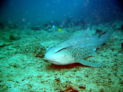 2006/06/16(金) - 3 Dive　No.329 - ビダノック　[ピピ島]_a0002177_23143180.jpg