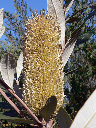 (花)　バンクシア　Coast Banksia_b0015002_033584.jpg