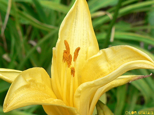 (花)　ヘメロカリス　Daylily_b0015002_1623051.jpg