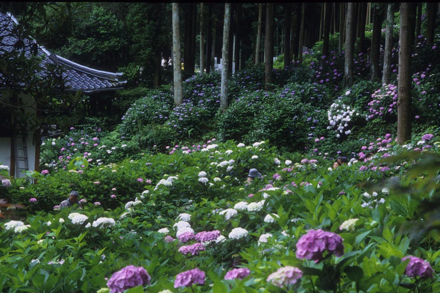 あじさい寺 千光寺 福岡県久留米市 デジタル写真館a7d