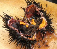 ウニ／Sea urchin_a0030752_10594112.jpg