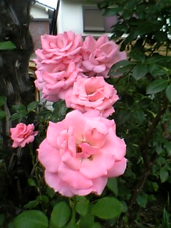 e0005658_18112989.jpg