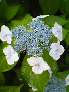 e0005658_1813834.jpg