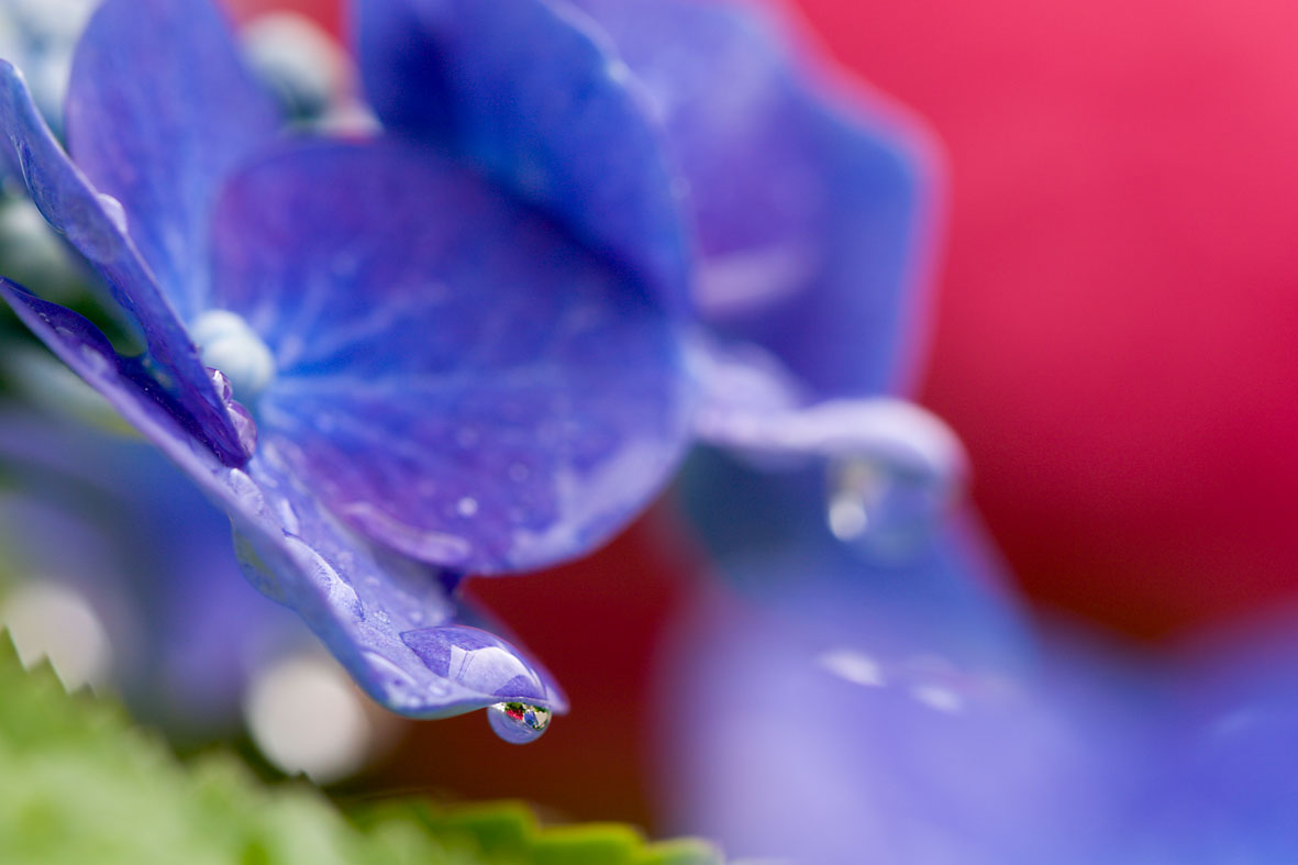 　　　　　　　　　　紫陽花・・・・・ん〜何回目だったかなぁ？_a0050473_20481595.jpg