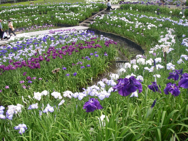 花づくし④ーなばなの里の菖蒲とアジサイ_d0038294_18592313.jpg