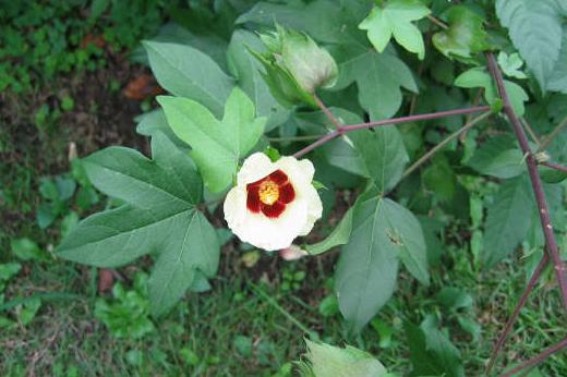 アオイ科（Malvaceae）_e0031500_12262929.jpg