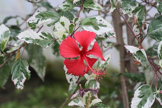 アオイ科（Malvaceae）_e0031500_12301449.jpg