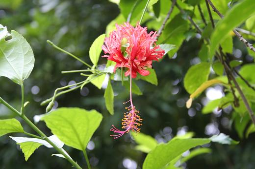 アオイ科（Malvaceae）_e0031500_12303143.jpg