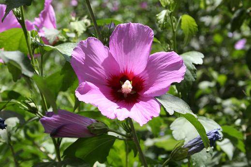 アオイ科 Malvaceae えるだまの植物図鑑