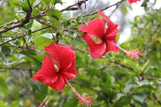 アオイ科（Malvaceae）_e0031500_1242193.jpg