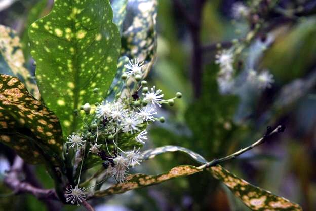 熱帯の花 7 クロトンの花 えるだま 世界の国から 熱帯の花 7 クロトンの花 えるだま 世界の国から