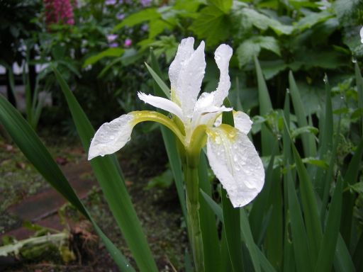 雨に咲く花 5号館を出て