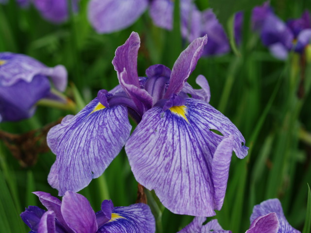 花菖蒲と紫陽花....庭にて_f0103534_21522776.jpg