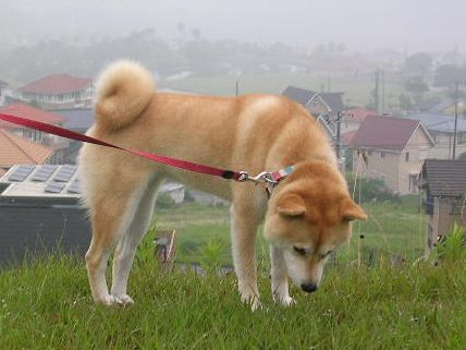 2006年6月23日・・・大地の匂い_f0060461_13331825.jpg