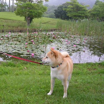 2006年6月23日・・・大地の匂い_f0060461_1341961.jpg