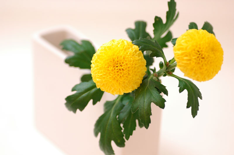 f0050567_20364371.jpg (800×532)