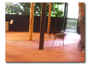 b0040868_23191782.gif