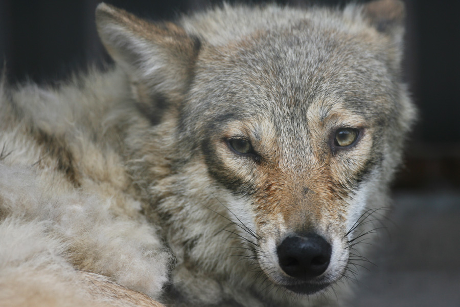 天王寺動物園177_e0060169_20543046.jpg