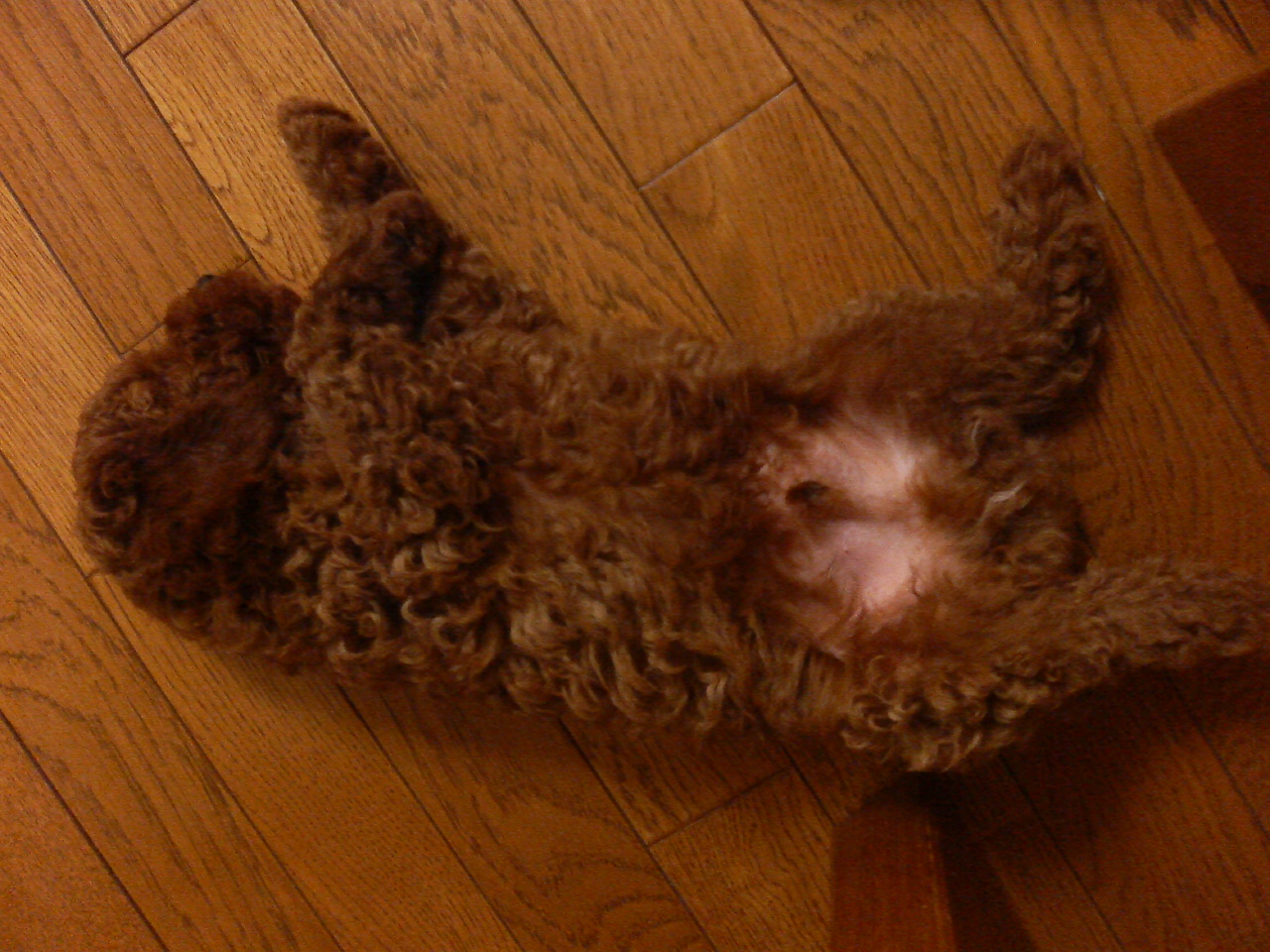 生後２ヶ月になりました トイプードル のメル みみ