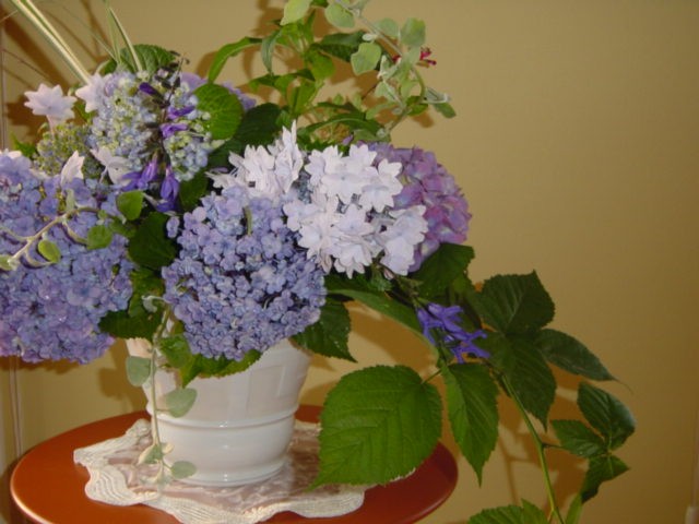 紫陽花 おたふく 暮らしのエッセンス 北鎌倉の山の家から 紫陽花 おたふく 暮らしのエッセンス 北鎌倉の山の家から