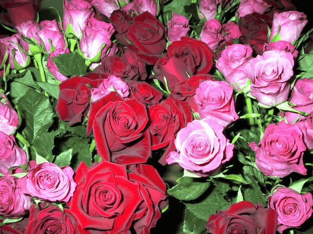 a0006605_19345926.gif