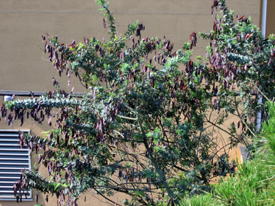 f0077521_811192.jpg
