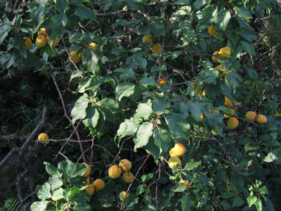 f0077521_844994.jpg