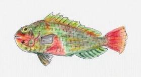 イガミ ブダイ 魚空と気まぐれに