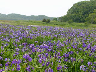 濤沸湖のヒオウギアヤメ_e0004756_217426.jpg