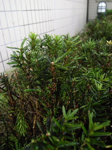 耳鼻科医の職人修行_e0084756_1715799.jpg